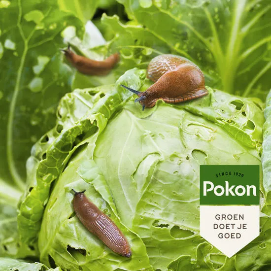Pokon Bio Tegen Slakken, Korrels, 900gr