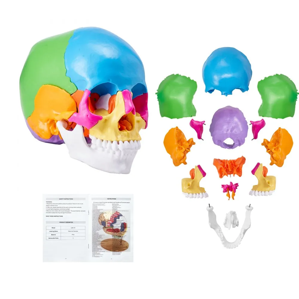 VEVOR menselijk schedelmodel, 22 stuks menselijke schedelanatomie, levensgroot geschilderd anatomieschedelmodel, anatomische PVC