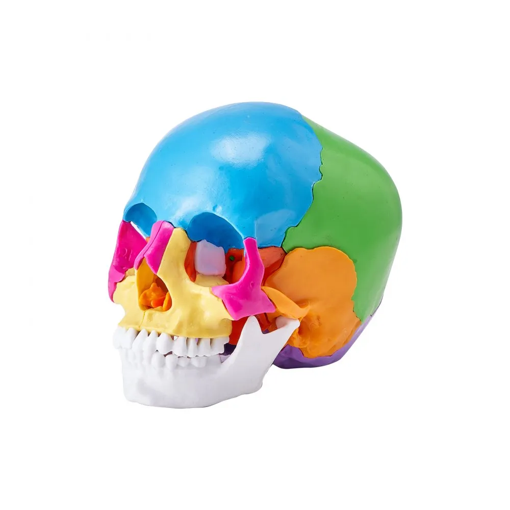 VEVOR menselijk schedelmodel, 22 stuks menselijke schedelanatomie, levensgroot geschilderd anatomieschedelmodel, anatomische PVC